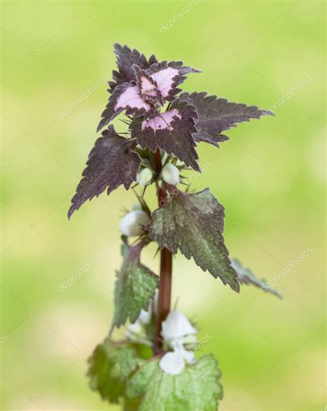 Fotos De Plantas Medicinales Y Flores Medicinales 2023