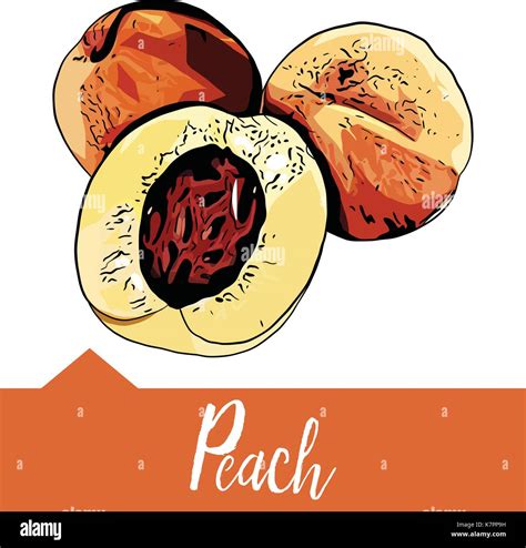 Vector Illustration A Peach In Hand Drawn Graphics Stock Vector Image