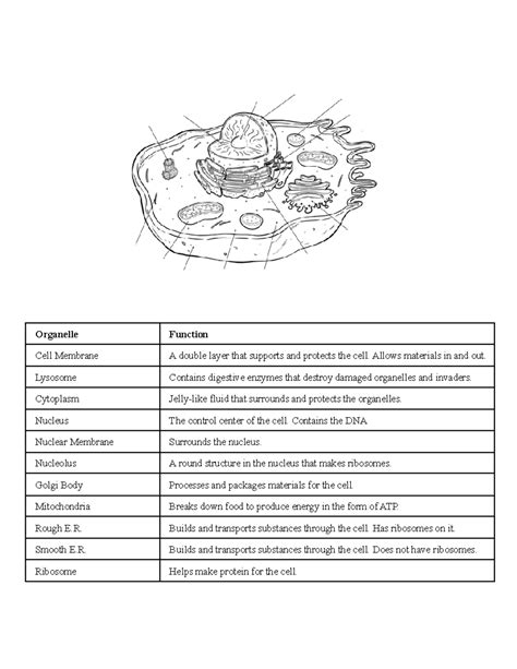 Cells Study Guide Cell Parts And Functions Organelle Function Cell