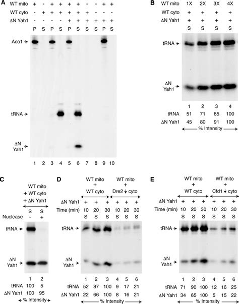 Mitochondria Export Ironsulfur And Sulfur Intermediates To The