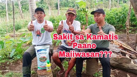 Epektibong Fungicide Para Sa Tanim Na Kamatis Youtube