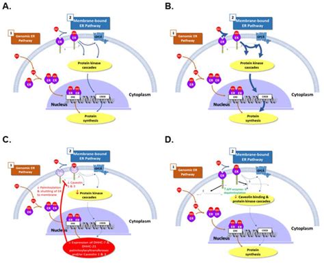 Mechanisms By Which Endocrine Disrupting Chemicals EDC Can Disrupt