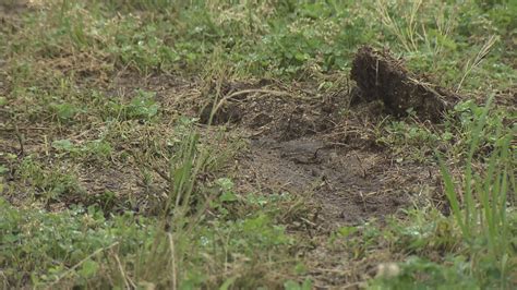 「車がグルグル回っていた」青々とした芝生が見るも無残な姿に国指定史跡のある公園に車乗り入れか Tbs News Dig