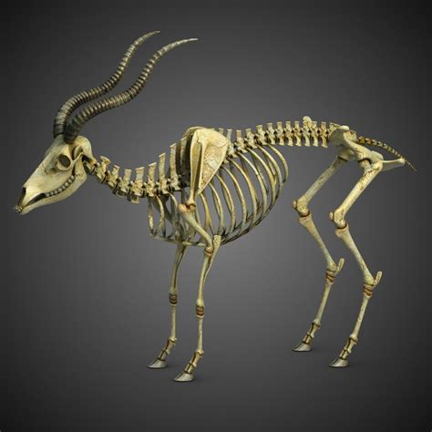 Goat Skeleton 2 3ds In 2021 Animal Skeletons Goats Skeleton