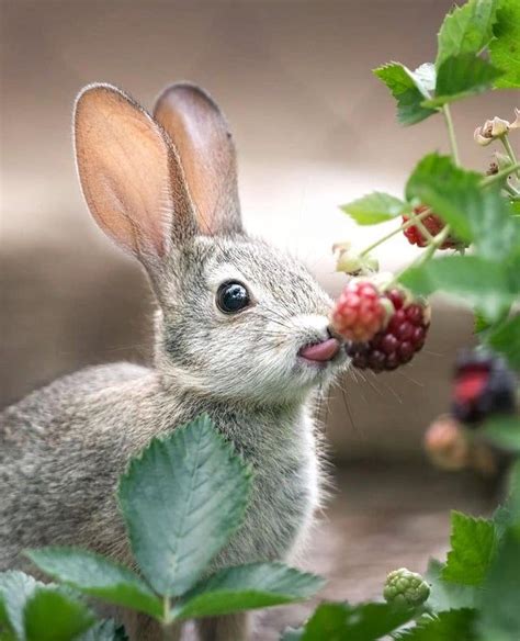 Little rabbit eating some delicious raspberries : pics Baby Animals ...