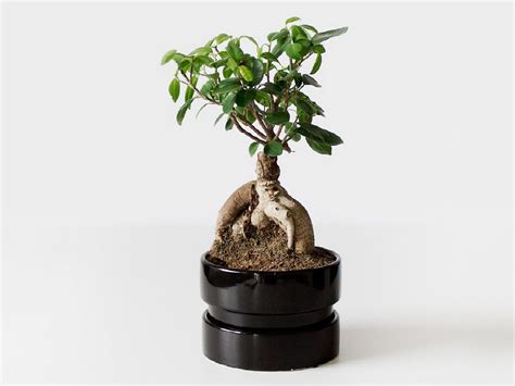 Tips Trik Memilih Bakalan Bonsai Yang Berkualitas Bagus Catat Baik