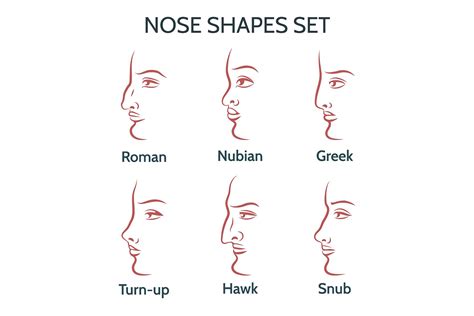 Different Types Of Nose Shapes