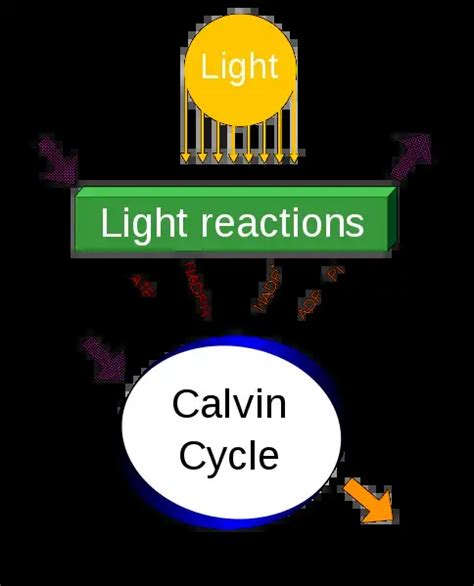 Photosynthesis Definition Steps Equation Process Diagram