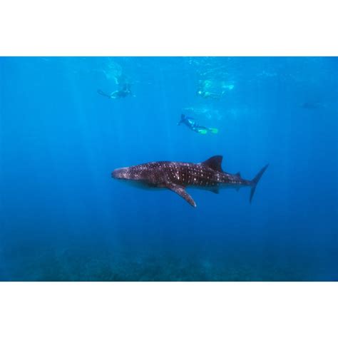 Highland Dunes Snorkeling With A Whale Shark By Shalamov Wayfair