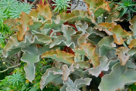 Growing Kalanchoe Tips And Tricks For A Beautiful Houseplant Succulent Source