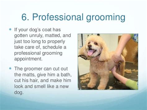 8 Tips For Grooming Your Dog