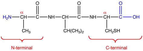 Struktur #2: Protein part I (Asam amino) - Mich Amy's Beauty Science ...