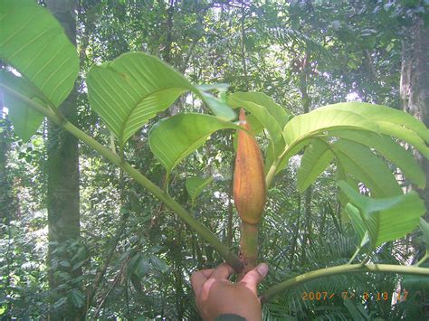 Artocarpus Anisophyllus Moraceae Image 105619 At PhytoImages Siu Edu