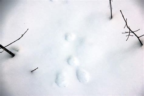 Animal Tracks In The Snow In Western Maine