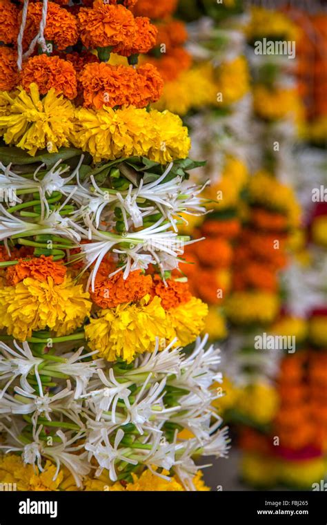 Marigold flower asia hi-res stock photography and images - Alamy