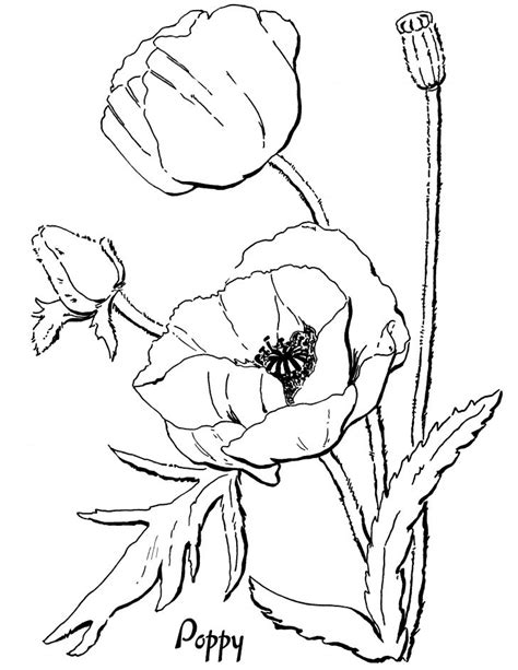 Poppy Outline Drawing at GetDrawings | Free download