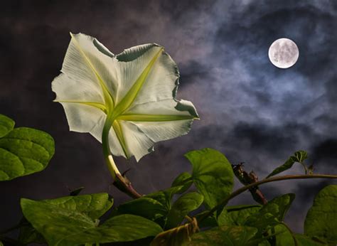 Moonflower Images – Browse 2,118 Stock Photos, Vectors, and Video ...