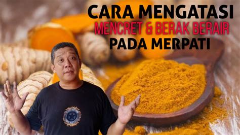 BEGINI CARA MENGATASI BURUNG KESAYANGAN DARI MENCRET DAN BERAK BERAIR