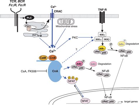 Nfat And Nfjb Are Ca Calcineurin Dependent Transcription Factors