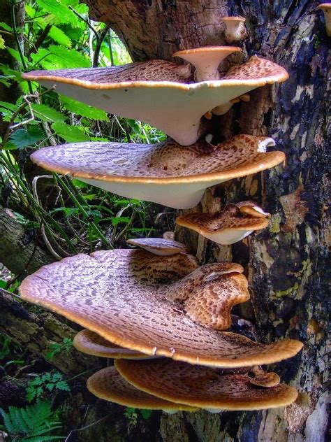 Dryad S Saddle New Polyporus Squamosus Also Known As Dry Flickr