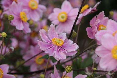 10 fleurs de printemps à semer dans votre jardin