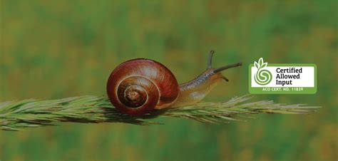 Natural Mineral Snail and Slug Killer – Ensystex Australasia Pty Ltd.