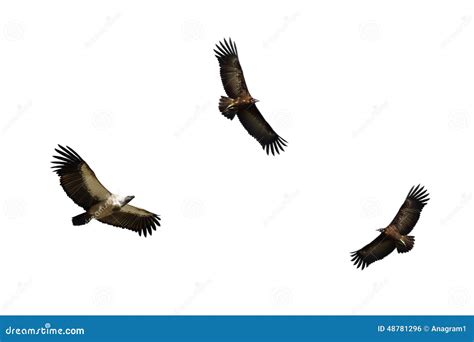 Vultures in flight stock photo. Image of park, necrosyrtes - 48781296