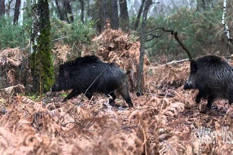 Gard Un Chasseur Tué Un Autre En Garde à Vue Actu Fr