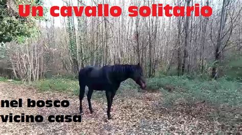 Un Cavallo Solitario Nel Bosco Vicino Casa Youtube