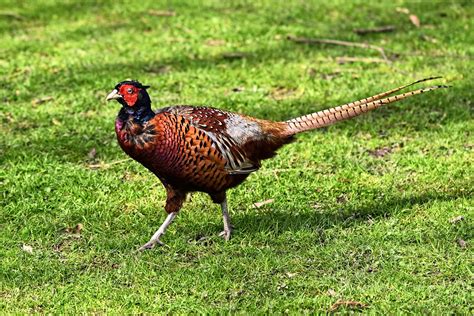 600 Gambar Kalij Pheasant And Alam Gratis Pixabay