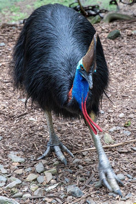 Mengenal Kasuari Burung Khas Papua Yang Mematikan