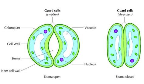 How Do The Guard Cells Regulate Opening And Closing Of Stomatal Pores