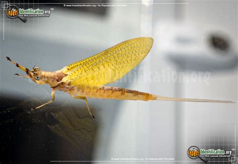 Burrowing Mayfly Pictures