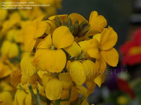 PlantFiles Pictures Perennial Wallflower Precious Gold 1 By DaylilySLP