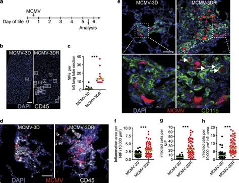 Viral Infection With Mck2 Mouse Cytomegalovirus MCMV Is Increased In