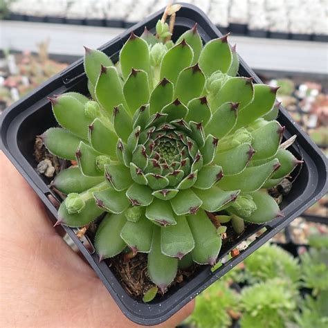 Sempervivum Cv Reinhardt Dw Uhlig Kakteen Ber Verschiedene