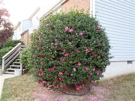 Camellia sasanqua (Sasanqua Camellia) | North Carolina Extension ...