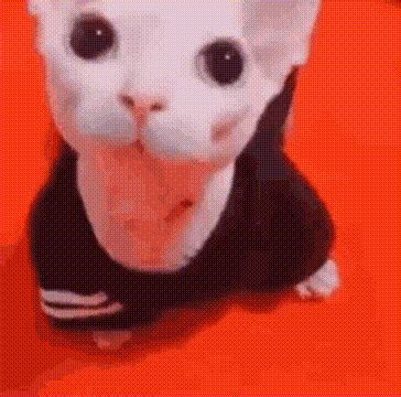 Bingus Cute Bingus Cute Cat Discover Share Gifs