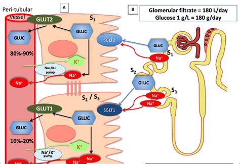 Renal Reabsorption Of Glucose A Reabsorption Of Glucose In The