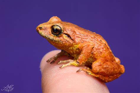 Striped Robber Frog From Tangua Nariño Colombia On December 01 2017