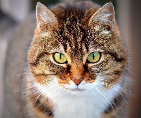 Los Perros Machos O Hembras Se Llevan Mejor Con Los Gatos