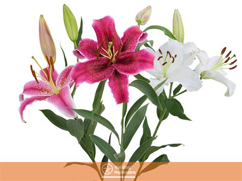 LIRIO ORIENTAL VARIADO 060 CM HT MIN 1 FL Garden Flower