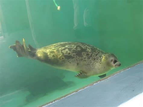 おたる水族館ワモンアザラシ｢ミゾレ｣のお誕生日イベントを開催します33141 小樽観光協会公式サイト「おたるぽーたる」：北海道