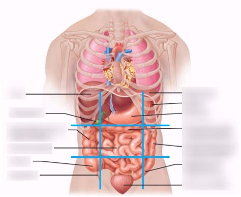 superficial organs Diagram | Quizlet