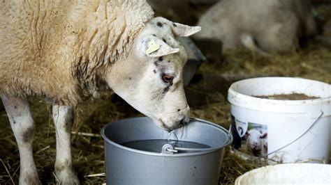 Bijna 40 000 Schapen Dood Door Blauwtong Geiten Nauwelijks Getroffen