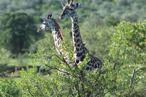 6 Days Amboseli Lake Nakuru Masai Mara Safari Best Prices