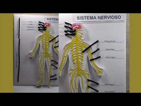 Maqueta Del Sistema Nervioso MVRC YouTube