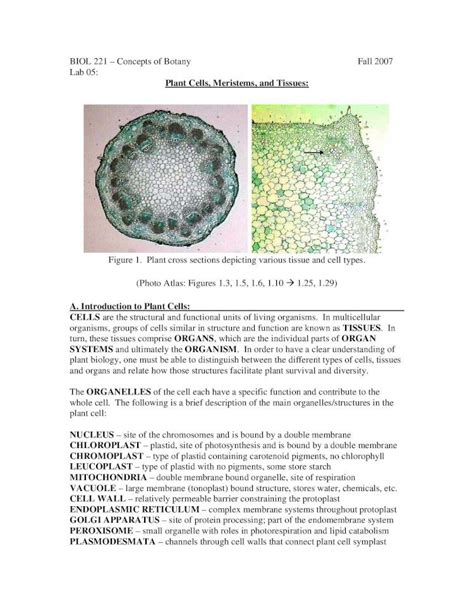 Pdf Lab Plant Cells Meristems And Tissues Tissue Ground