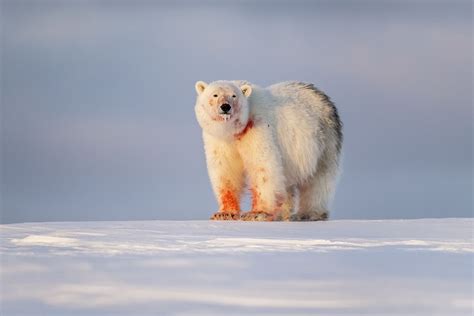 Arctic Polar Bear Eating