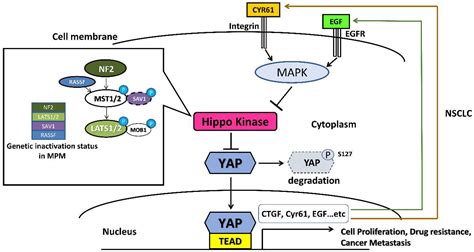 Biomedicines Free Full Text The Role Of Yes Associated Protein YAP